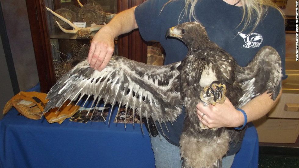 Survival of injured baby golden eagle in Utah wildfire