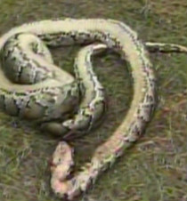 Plenty more where those came from -- final take in Fla. snake hunt is ...