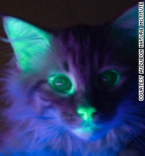 Cyborg bugs and glow-in-the-dark cats: How we're engineering animals ...