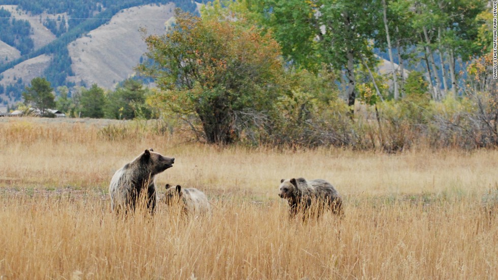 American safaris: Best places to see wildlife in the U.S. - CNN.com