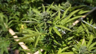 Germany to legalize medicinal marijuana by 2017