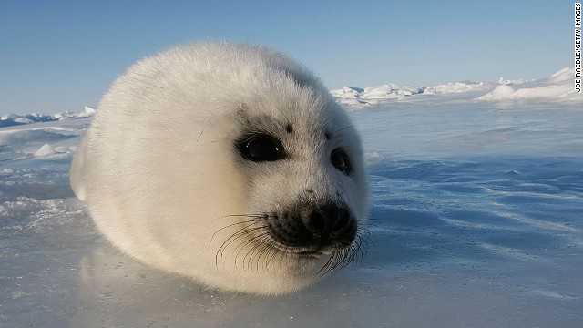 Are these the world's cutest creatures? - CNN.com