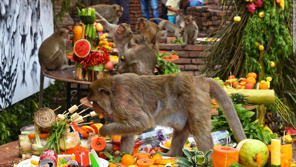 Primates chow down at Thailand's annual monkey buffet