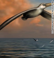 Scientists discover what may be the biggest bird ever - CNN.com