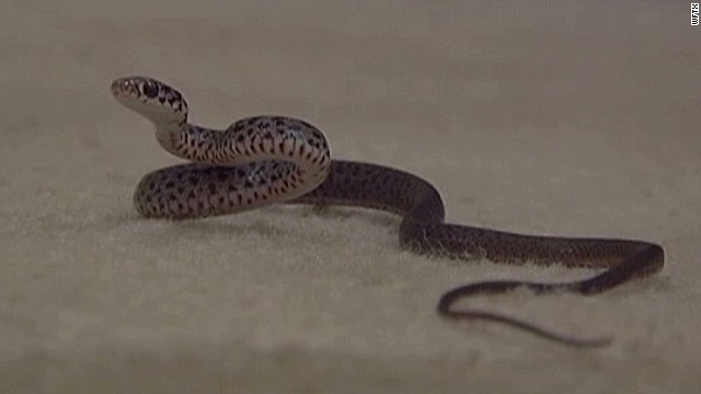 Snake imitates tinsel on Australian Christmas tree - CNN.com