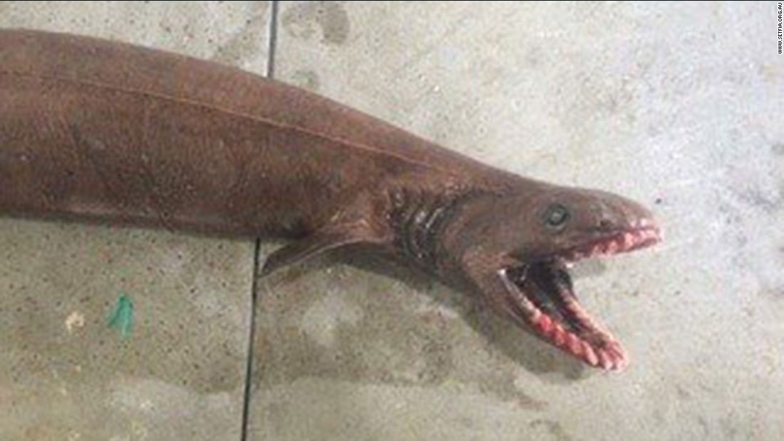 Rare frilled shark caught off Australian coast - CNN