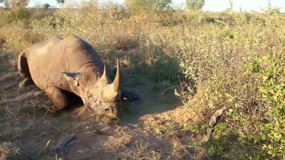 Meat from hunted black rhino distributed to villages - CNN Video