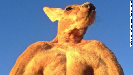 200-pound ripped kangaroo crushes metal - CNN Video