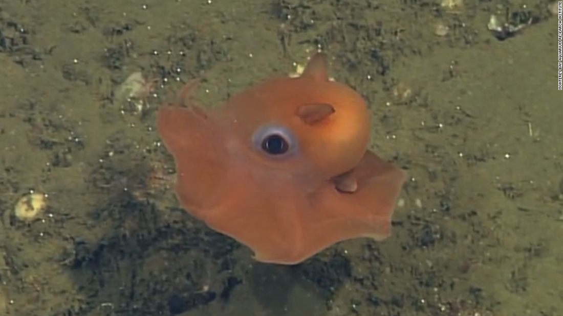 'Cute' octopus may be new species - CNN Video