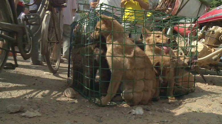 Dog lovers and dog eaters clash in China - CNN