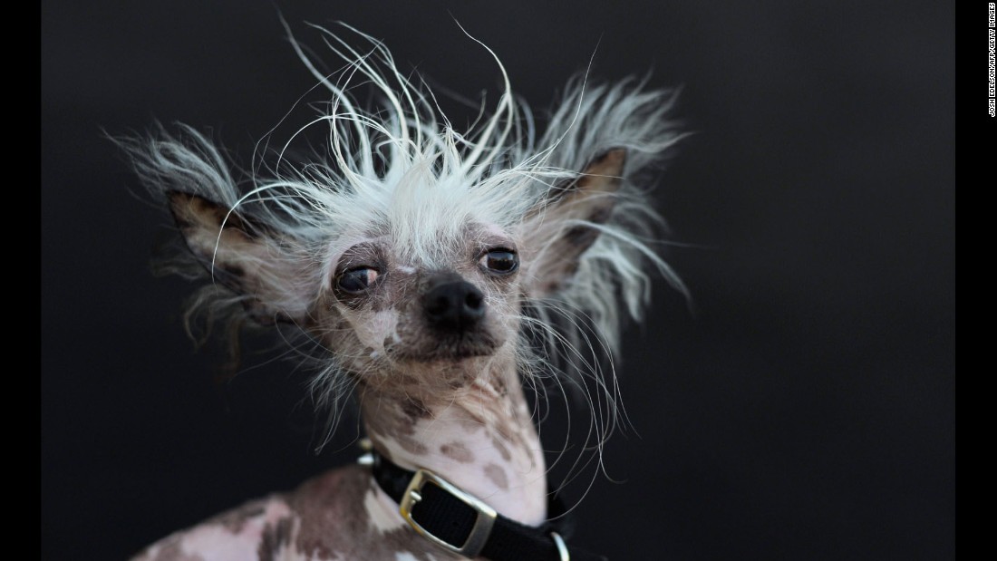 Meet the world's ugliest dog - CNN