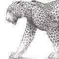 The opulent allure of Cartier's bejeweled panther - CNN