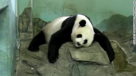 Not even zookeepers know if this panda is pregnant - CNN Video