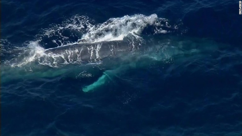 Blue whale rescue: Calif. crews search for animal in net - CNN