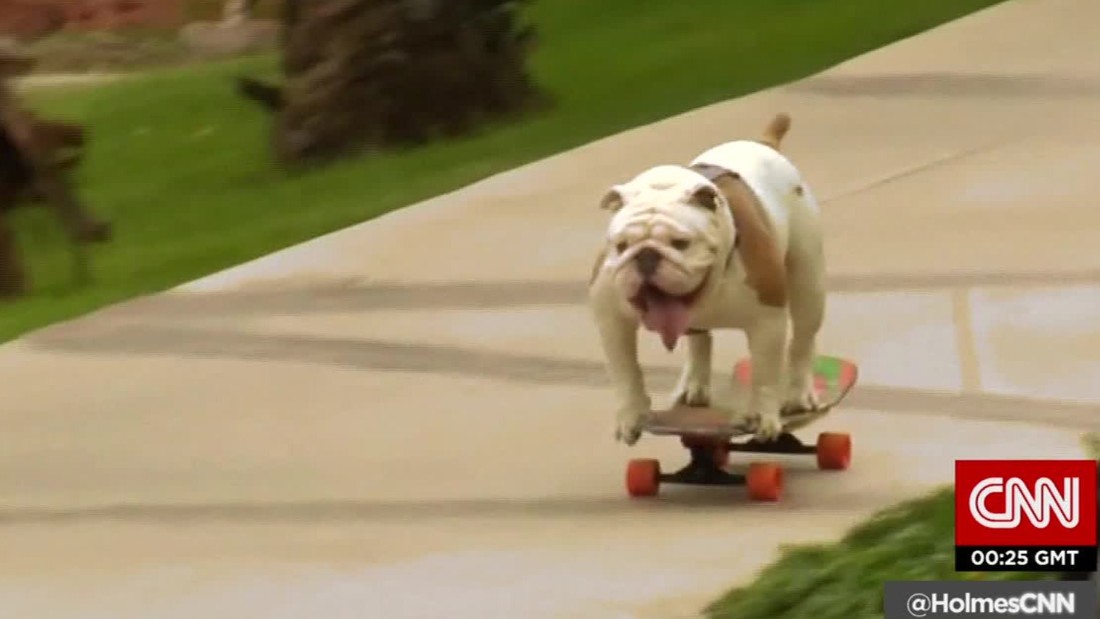 Skateboarding bulldog breaks record - CNN Video