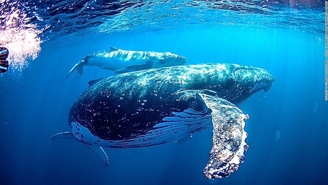 Swim with 5 ocean giants - CNN.com