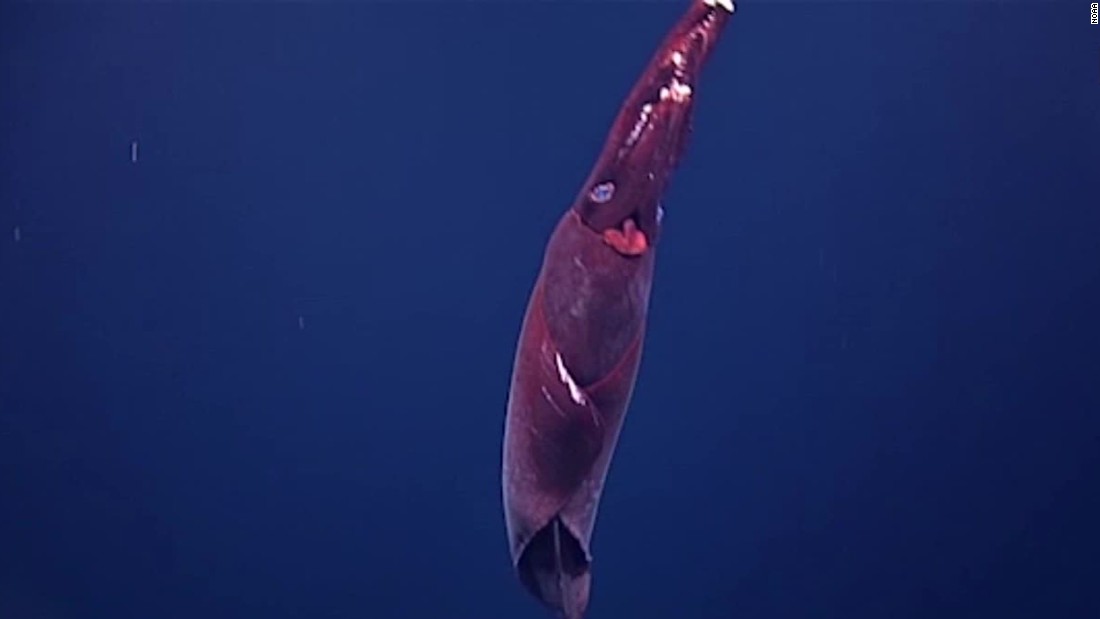 Rare deep-sea squid caught on camera - CNN Video