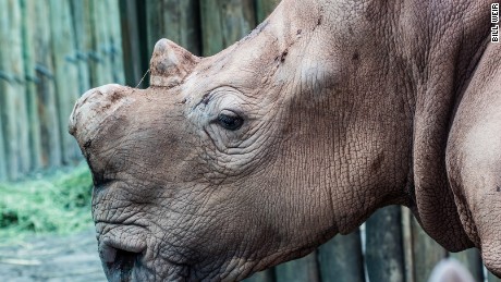 Even though Rhino horn is made of the same substance as your finger nails, millions believe it is medicine, or purchase it as a status symbol. This is one of four white rhinos purchased from a game farm in South Africa, about to be released to the wild, in the Okavango Delta of Botswana. Pound for pound on the black market, rhino horn is worth more than gold, or cocaine. Across southern Africa, an average of four Rhinos are poached, every day. As of recent estimates, they&#39;re on track to be extinct within a decade.