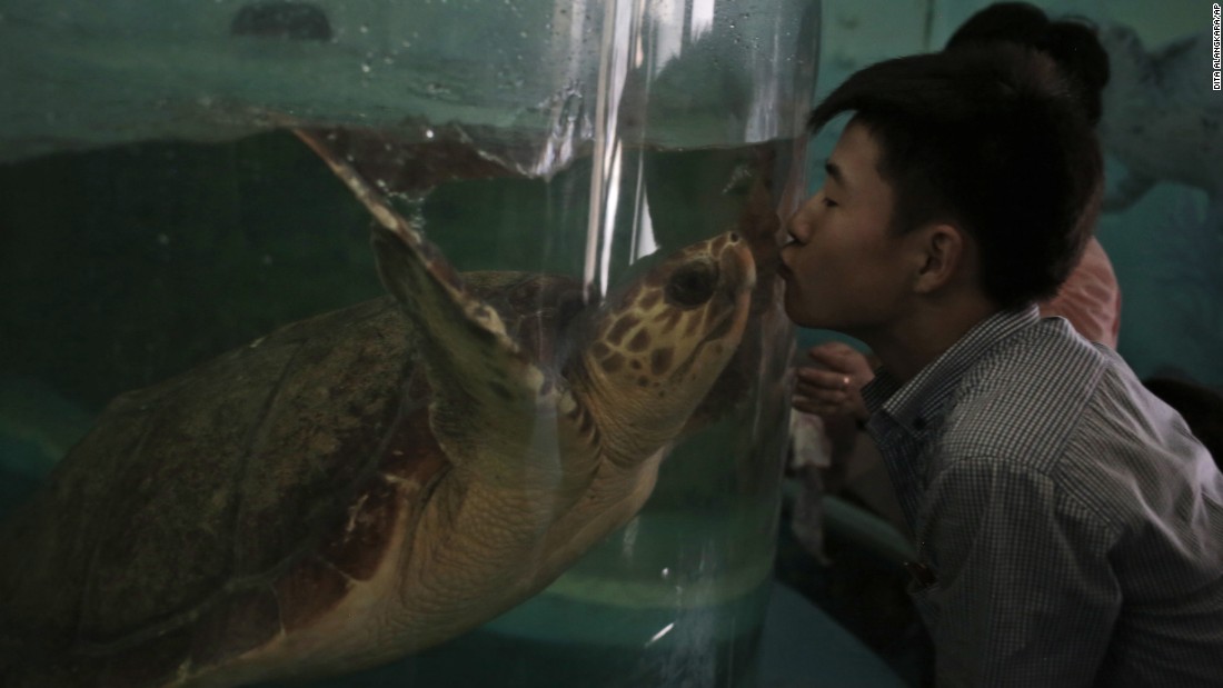 A North Korean man kisses a turtle through the glass of its tank at the newly opened Pyongyang Central Zoo in North Korea. 