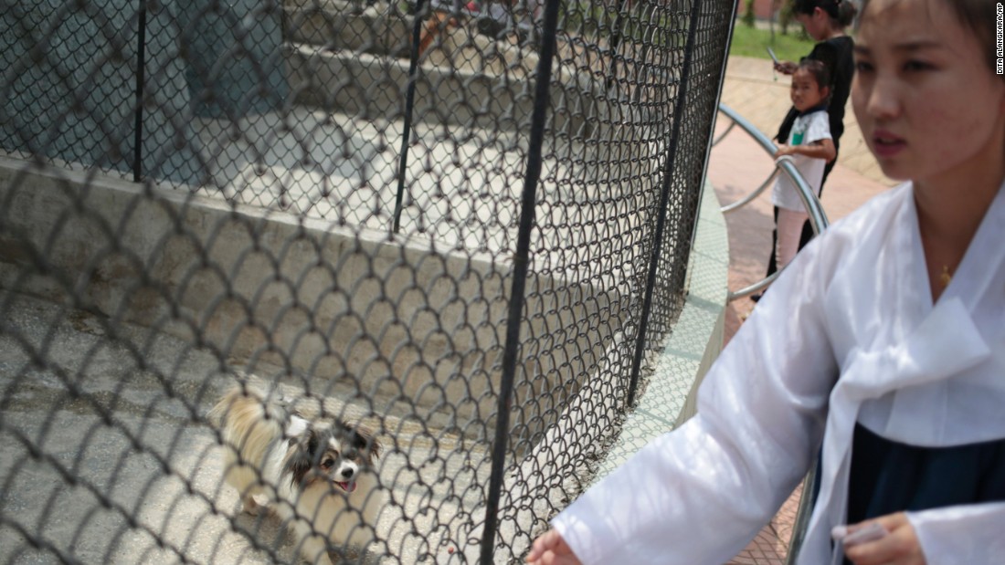 One of the most popular attractions at the North Korean zoo might come as a surprise to foreign visitors: a &#39;dog pavilion.&#39;