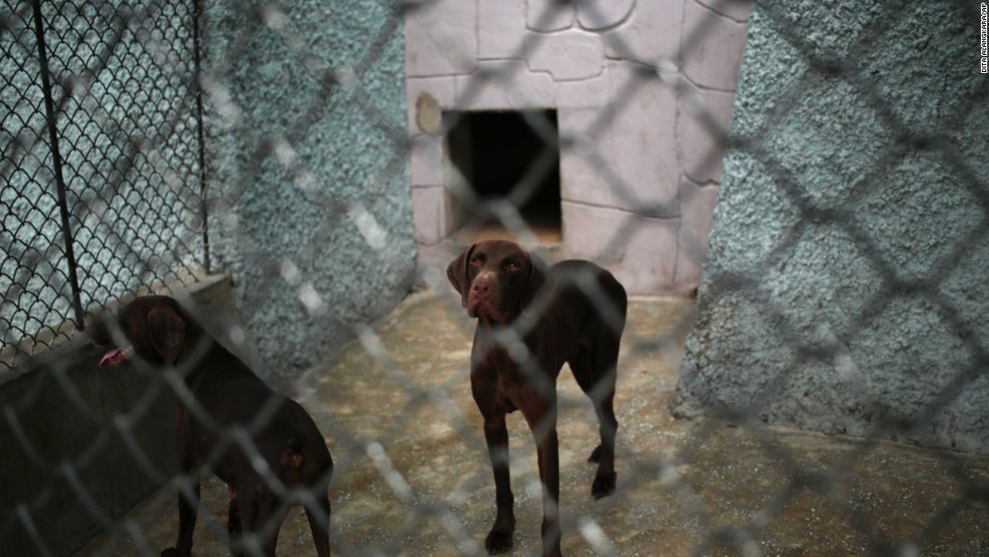 Dogs look out from inside a pen at Pyongyang&#39;s new zoo in North Korea.