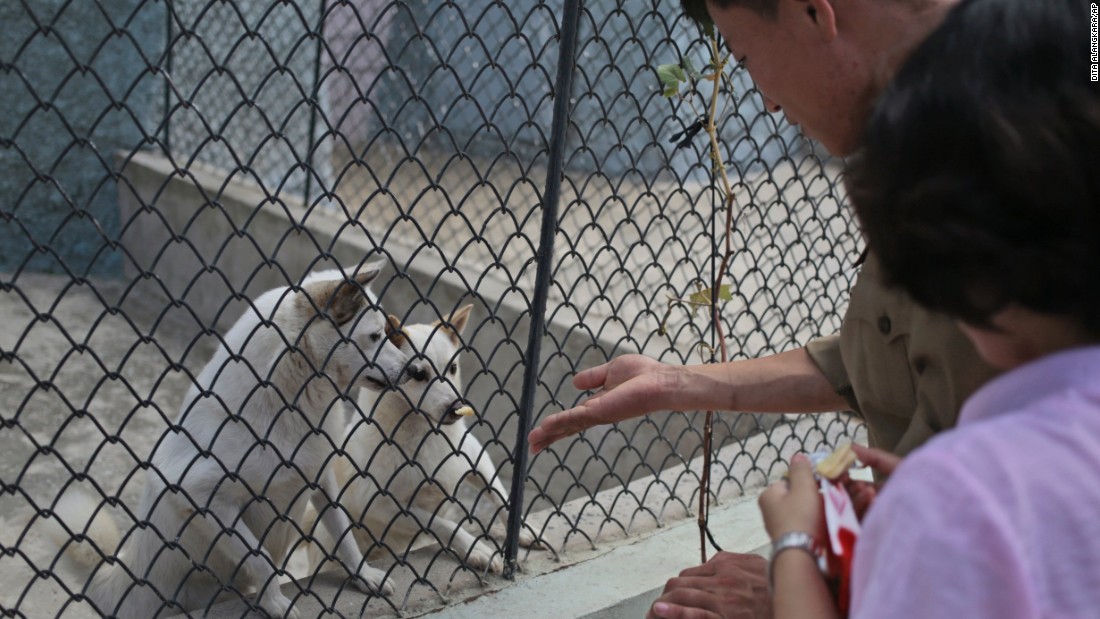 The Pyongyang Zoo &#39;dog pavilion&#39; boasts everything from German shepherds, Saint Bernards and Shih Tzus.