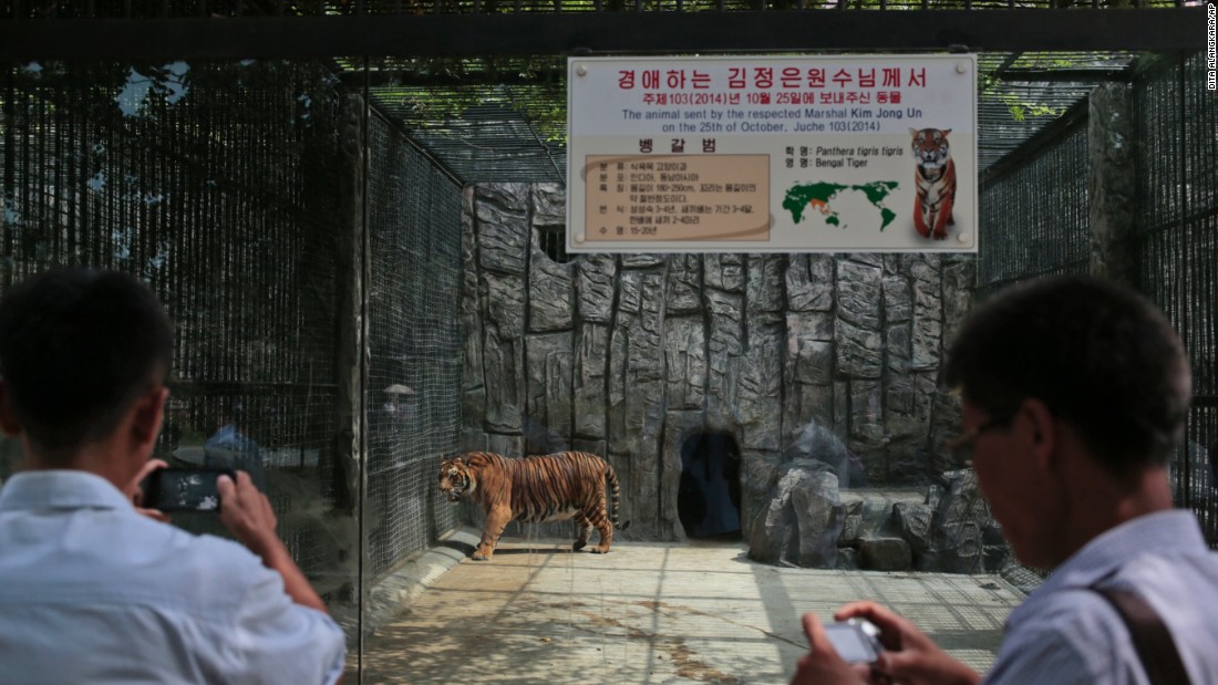 North Korean men snap pictures of a tiger at the Pyongyang Zoo.