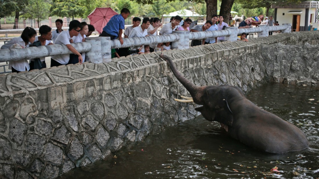 North Koreans feed an elephant at their new zoo.