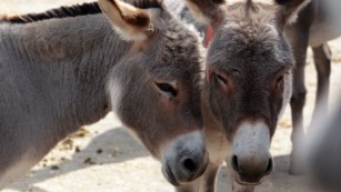 Why is China buying up the global supply of donkeys?