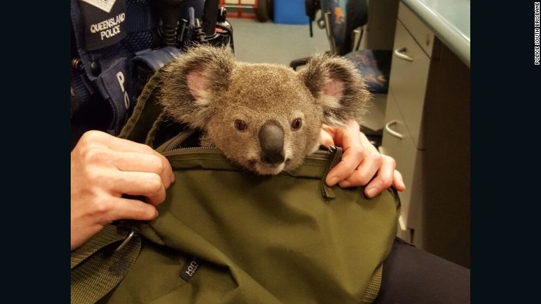 In zicht maat wandelen Nog iets aan te geven? Politie ontdekt deze jonge koala in handtas – Wel.nl