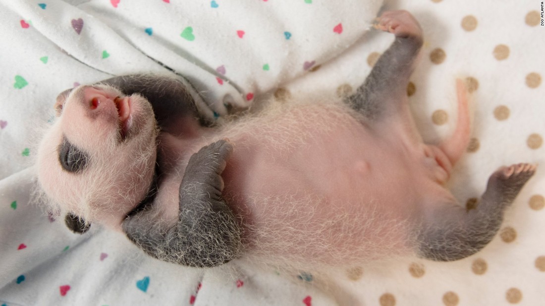 Atlanta panda twins receive names - CNN.com