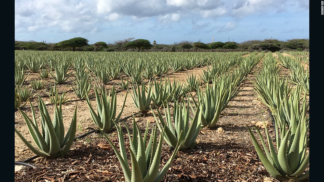 Aruba Aloe sheds light on potent, powerful plant - CNN.com