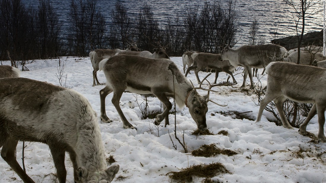 Norway, coastline near Alta. Reindeer waiting for the boat that will bring them to the island. They will stay there, because of more and better food,  untill september, when they will be back on the mountains.