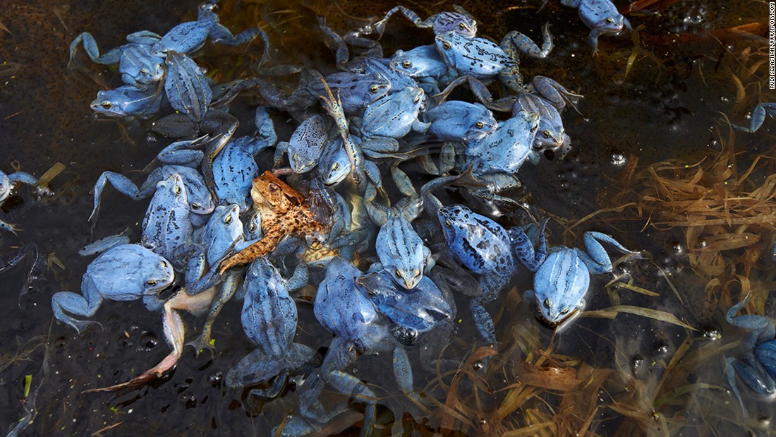 This tangled heap of male moor frogs trying to mate with a common toad earned German photographer Rudi Sebastian the joint-runner up award in the Wildlife and Nature single image category. Sebastian said the toad only just escaped being drowned. 