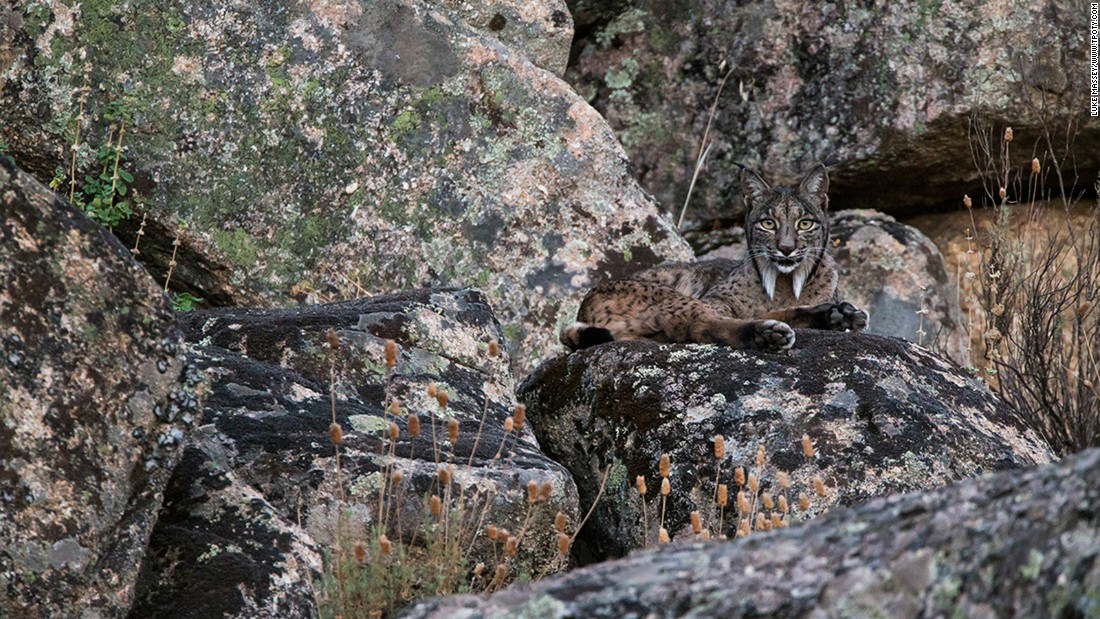 British photographer Luke Massey was named winner in the Wildlife & Nature single image category for this shot of a rare Iberian lynx in Spain's Sierra de Andújar National Park.