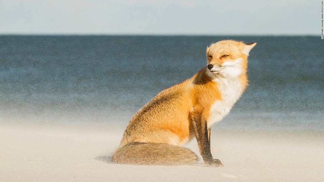 This windswept fox earned young US photographer Courtney Moore the top prize in the Young Travel Photographer of the Year 15-18 category.