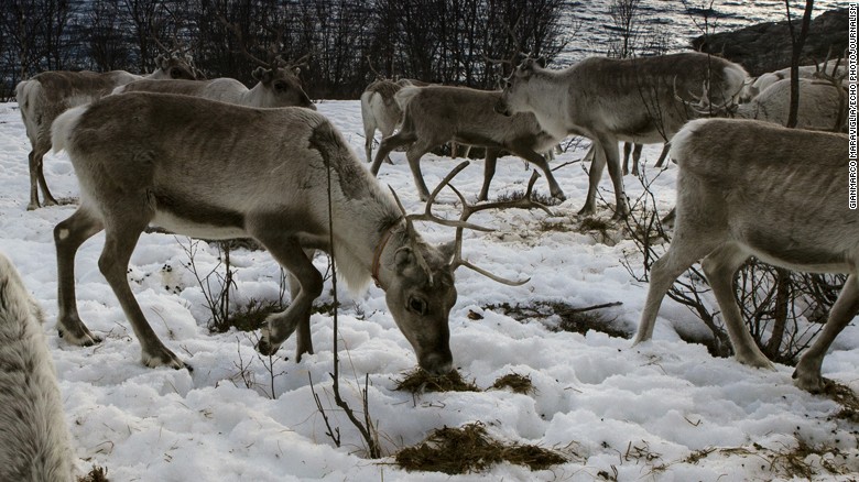 Norway, coastline near Alta. Reindeer waiting for the boat that will bring them to the island. They will stay there, because of more and better food,  untill september, when they will be back on the mountains.