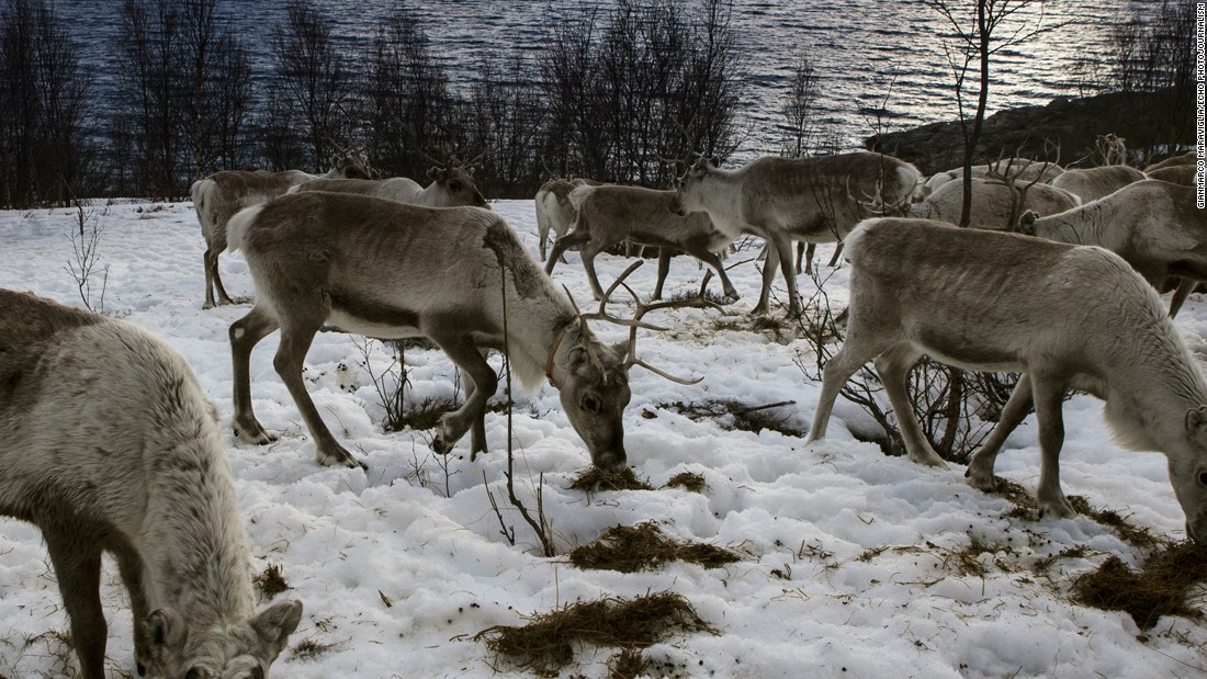 Norway, coastline near Alta. Reindeer waiting for the boat that will bring them to the island. They will stay there, because of more and better food,  untill september, when they will be back on the mountains.