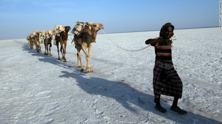 An Afar man, the people who live in the Danakil region, leads a line of camels along the salt plains. 