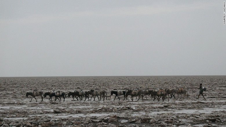 An Afar man and his donkeys cross the hot plains of the Danakil Depression. 