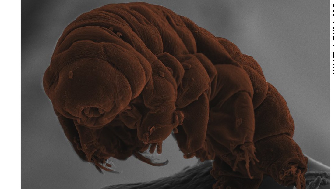 Tardigrades: Microscopic 'water bear' can survive almost anything - CNN.com