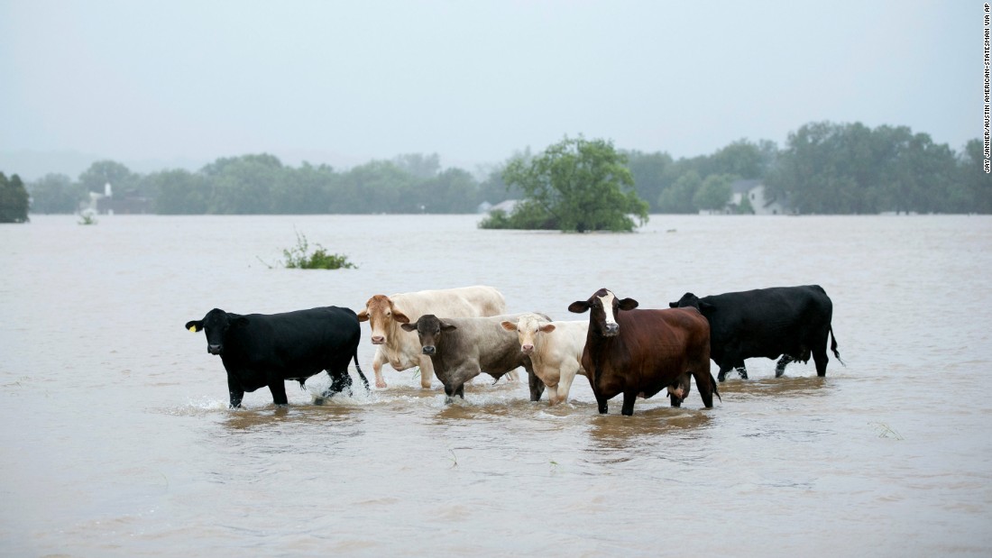 Cattle are stranded in a flooded pasture in La Grange, Texas, on August 28.