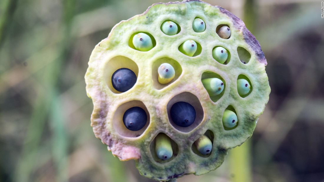 What Is Trypophobia Skin Disease | Sexiz Pix