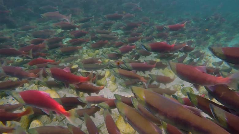 Bristol Bay: 'Most valuable salmon fishery in the world' - CNNPolitics